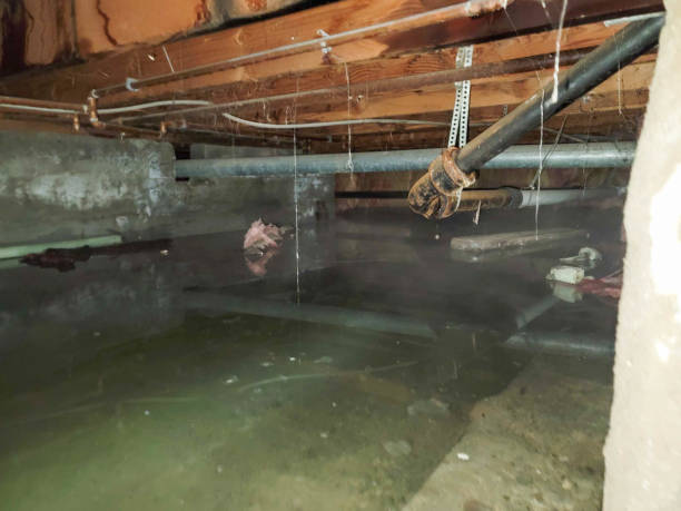 Best Residential water damage restoration  in Madelia, MN