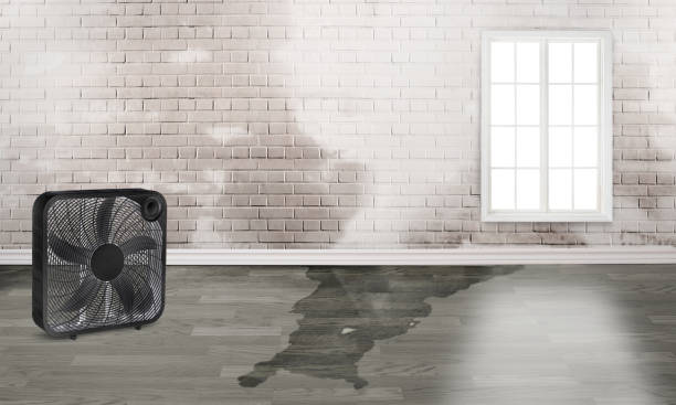 Best Water damage restoration experts  in Madelia, MN
